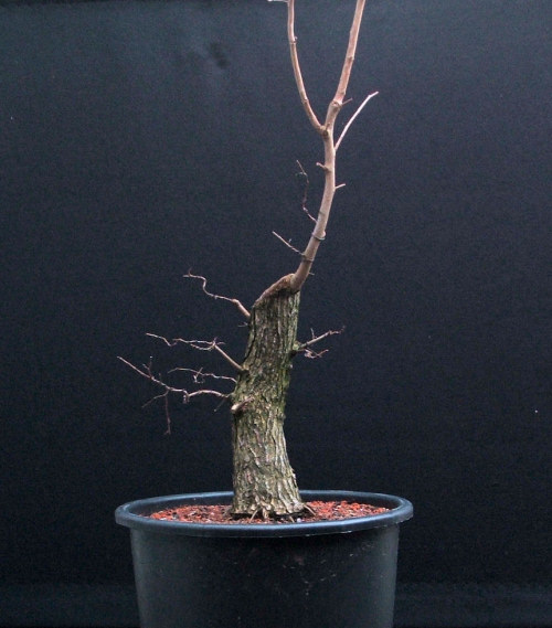 bonsai branches